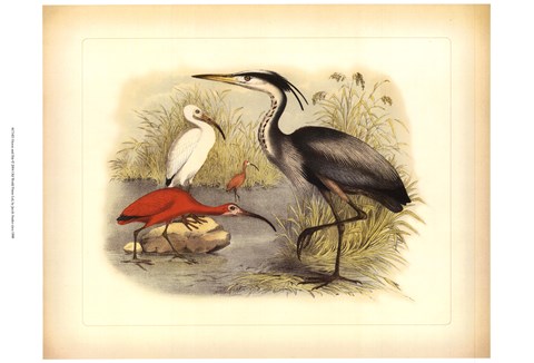 Framed Heron &amp; Ibis Print