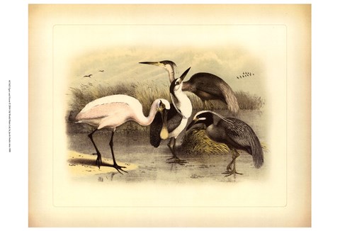 Framed Egret &amp; Heron Print