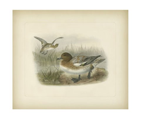 Framed Redcrested Pochard Print