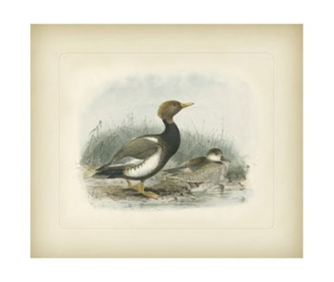 Framed Wigeon Print