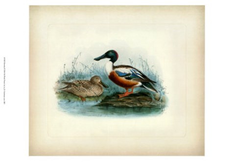 Framed Shoveler Print