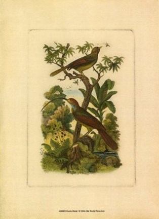 Framed Exotic Birds I Print