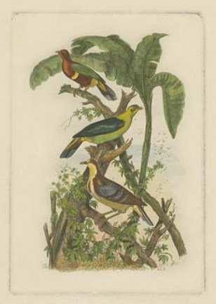 Framed Exotic Birds II Print