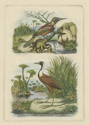 Framed Exotic Birds III Print