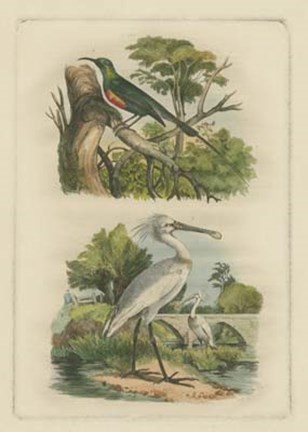 Framed Exotic Birds IV Print