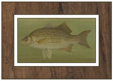 Framed White or Silver Bass Print