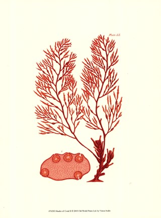 Framed Shades of Coral II Print