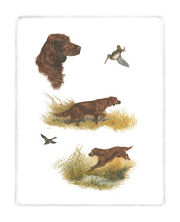 Framed Irish Setter Print