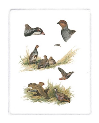 Framed Partridge Print