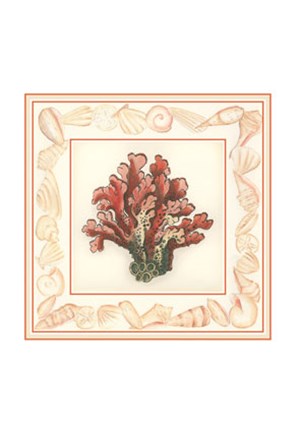 Framed Coral with Shell Border IV Print