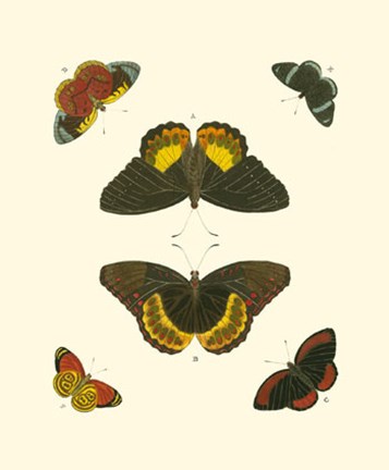 Framed Butterfly Study I Print