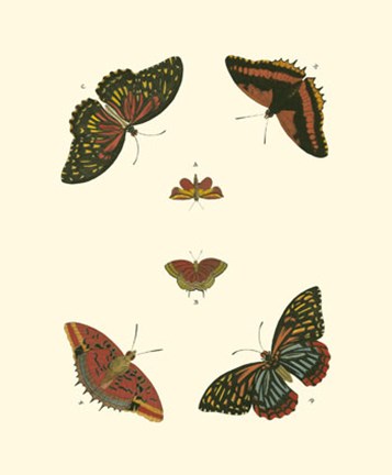 Framed Butterfly Study II Print