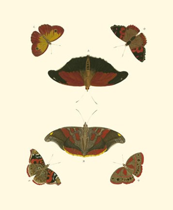 Framed Butterfly Study III Print