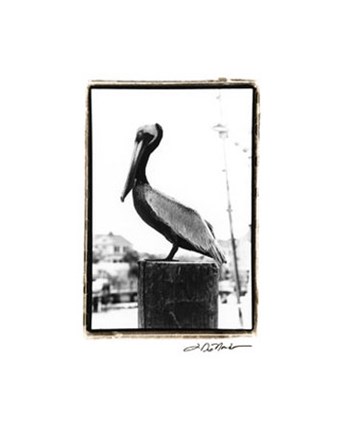 Framed Pelican Perch Print