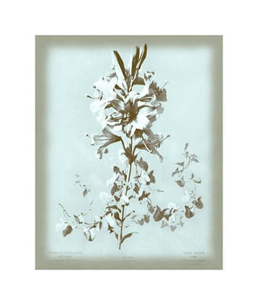 Framed Lilium on Blue Print