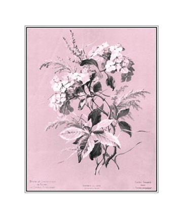 Framed Hydrangea on Pink Print