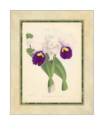 Framed Orchid I Print