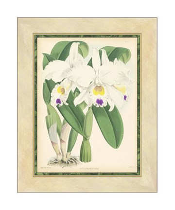 Framed Orchid III Print