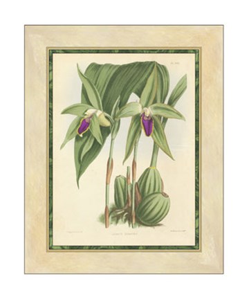 Framed Orchid VI Print