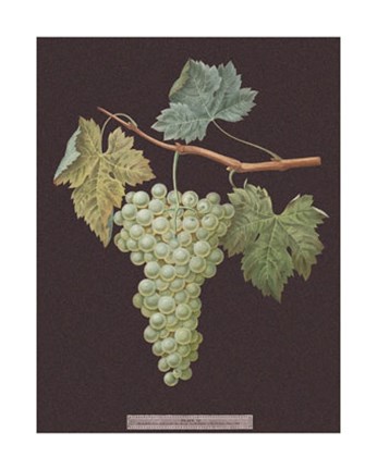 Framed White Grapes Print