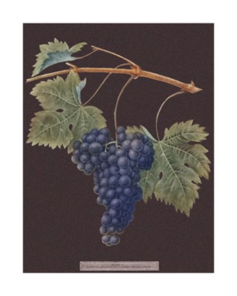 Framed Purple Grapes Print