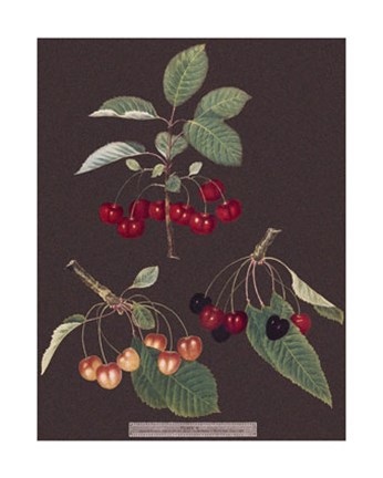 Framed Cherries Print