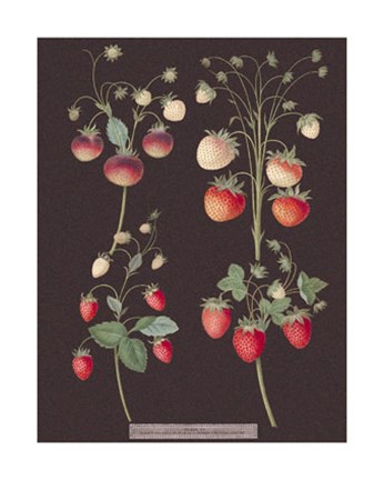 Framed Strawberries Print