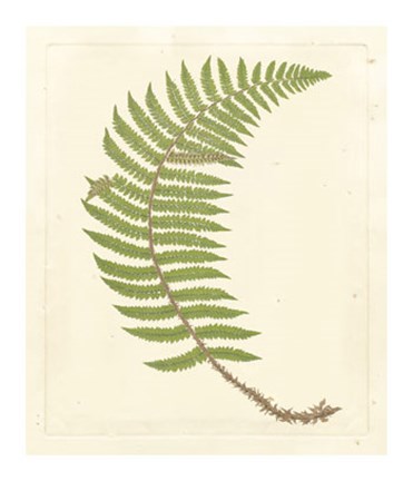 Framed Broad Buckler Fern Print