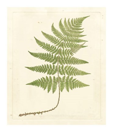 Framed Soft Prickley Shield Fern Print