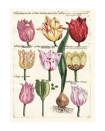 Framed Tulips En Masse II Print