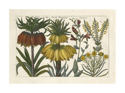 Framed Botanical I Print