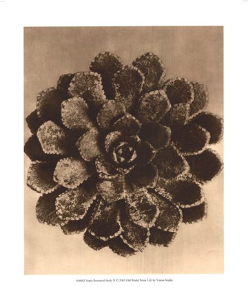 Framed Sepia Botany Study II Print