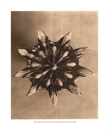 Framed Sepia Botany Study IV Print