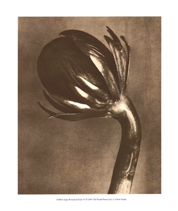 Framed Sepia Botany Study VI Print