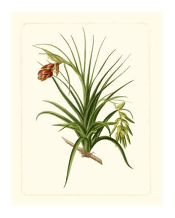 Framed Exotic Flora III Print