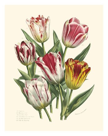 Framed Burst of Spring I Print