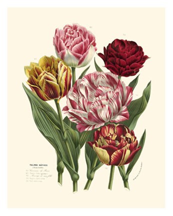 Framed Burst of Spring II Print