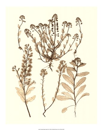 Framed Sepia Nature Study III Print