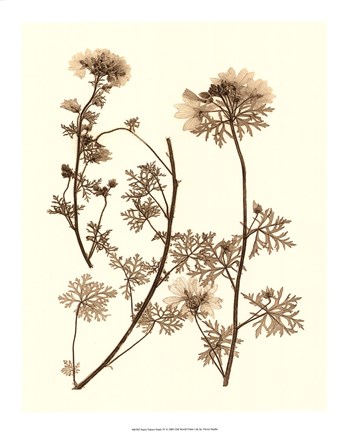 Framed Sepia Nature Study IV Print