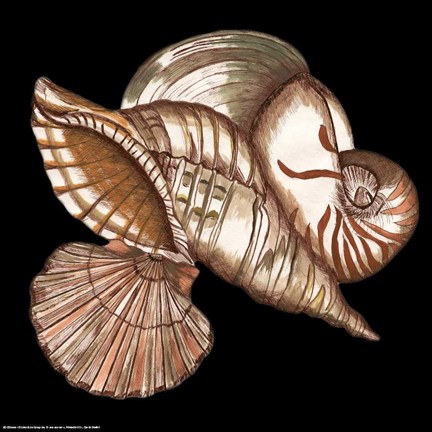 Framed Designer Shells I Print