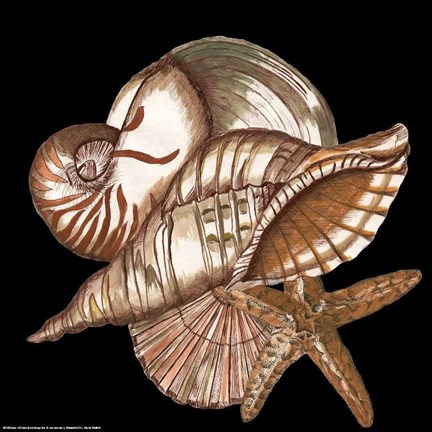 Framed Designer Shells II Print