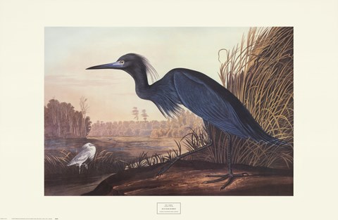 Framed Little Blue Heron Print
