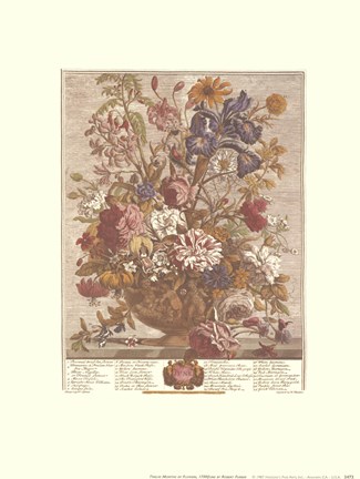 Framed June/Twelve Months of Flowers, 1730 Print