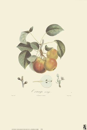 Framed Pears/Orange Rouge Print