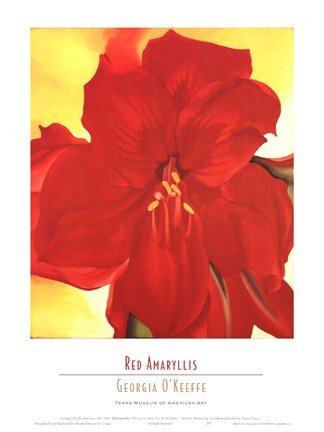 Framed Red Amaryllis, 1937 Print