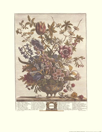 Framed February/Twelve Months of Flowers, 1730 Print