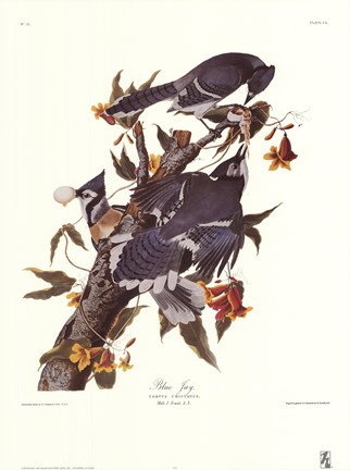Framed Blue Jay Print