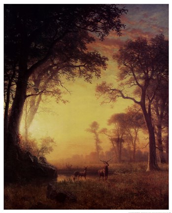 Framed Light in the Forest Print