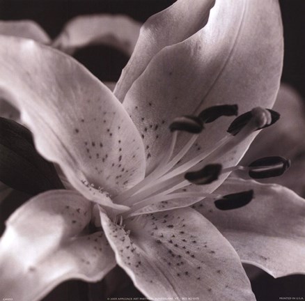 Framed Speckled Lily Print