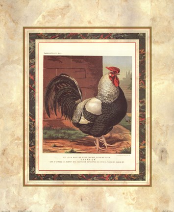 Framed Rose-Combed Dorking Cock Print